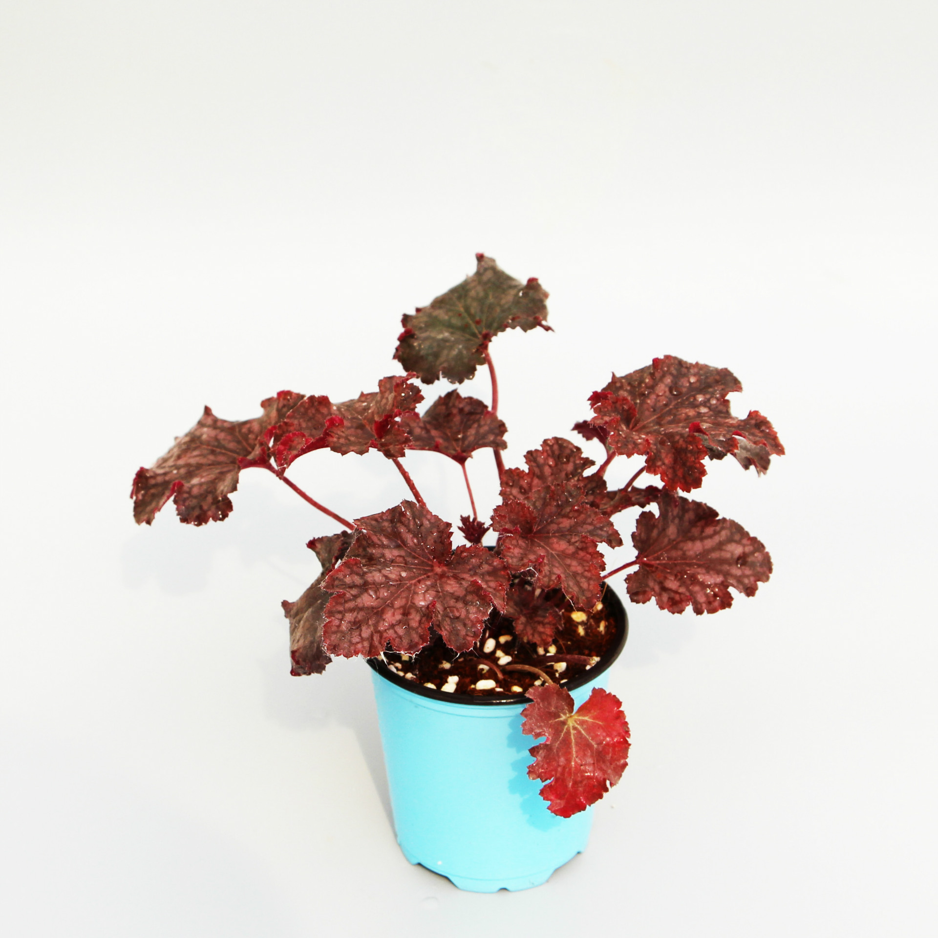 基地批发植物盆栽矾根 园林工程庭院耐寒地被绿化绿植矾根