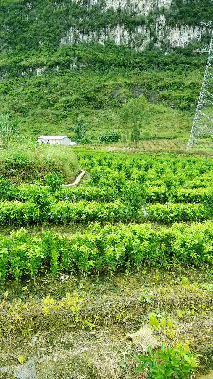 早熟蜜桔_产地直销砂糖桔 清香蜜橘 砂糖桔苗