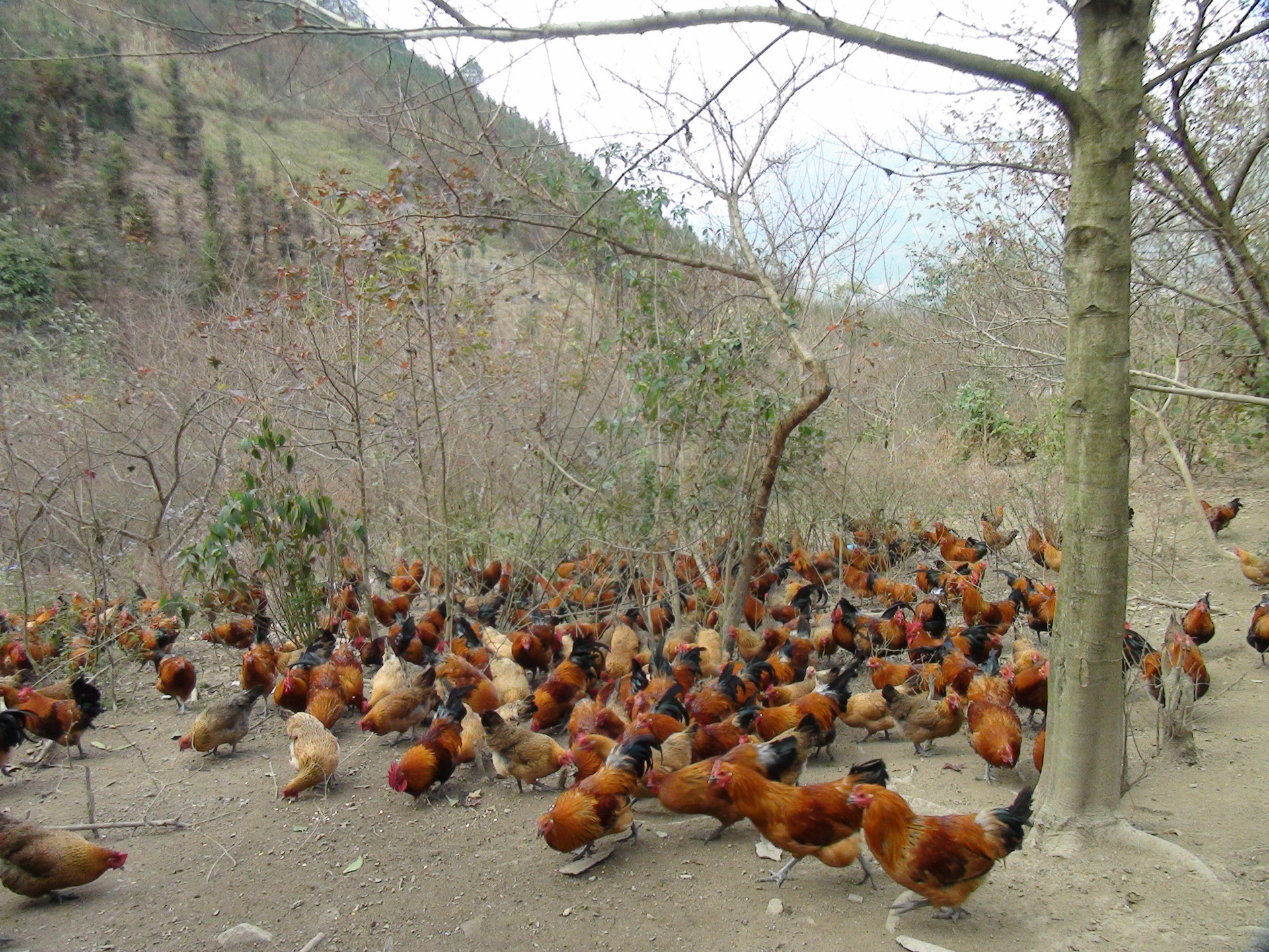 绿色养殖 土鸡绿色有机散养土鸡 健康生态土鸡