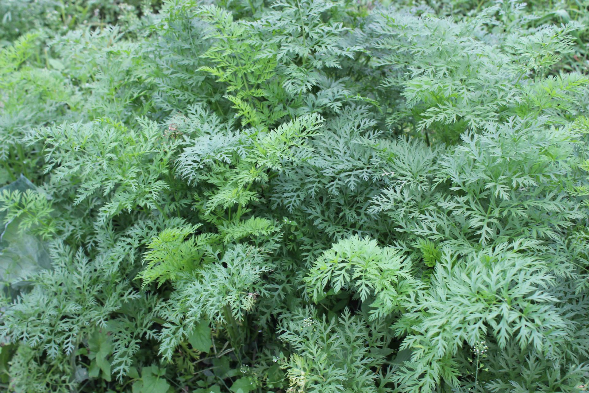 川芎健康片批发厂家