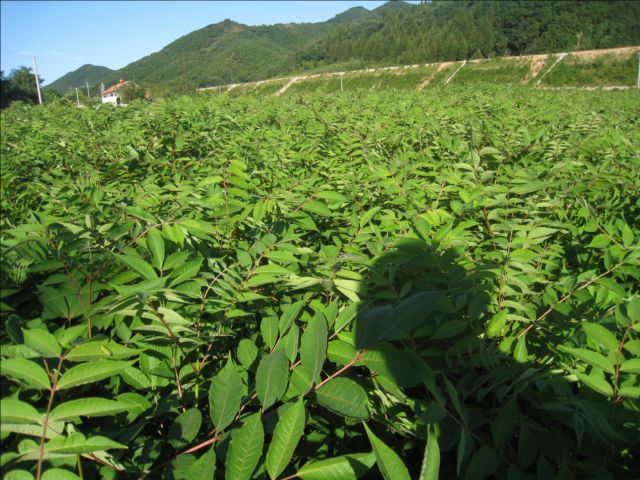 厂家批发中药材 黄柏粉 黄柏 大量加工各种中药材粉 质优价.