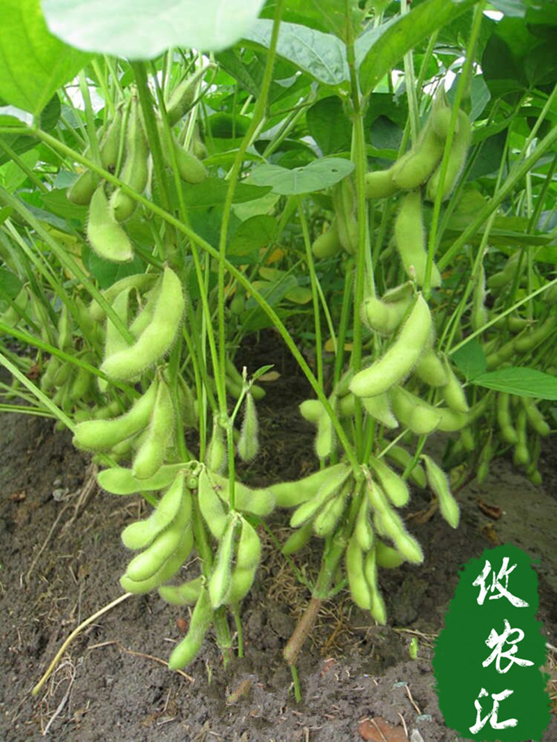 新鲜有机 青毛豆 绿毛豆 毛豆荚 生毛豆 带壳青豆精品优质毛豆角