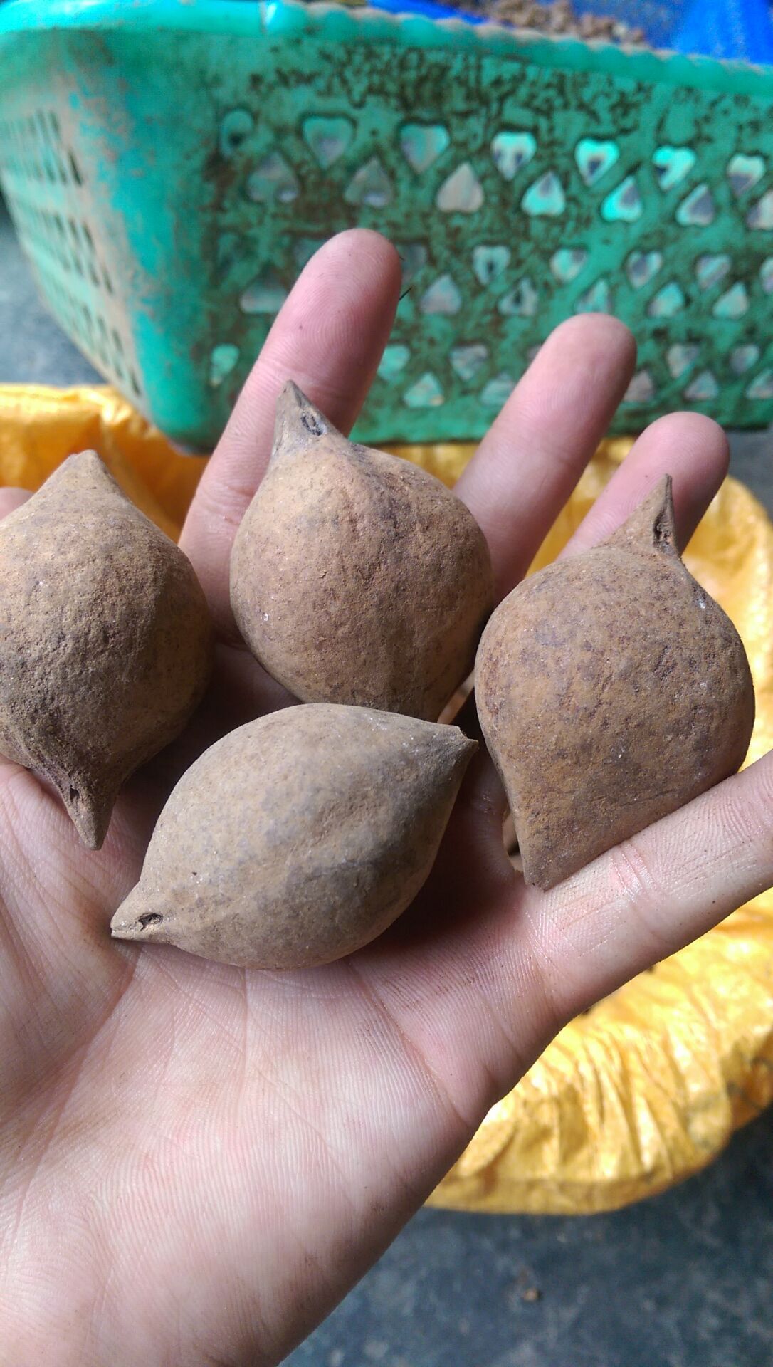 厂家供应天然大橄榄核原料批发直径30mm以上 手把件 一手货源