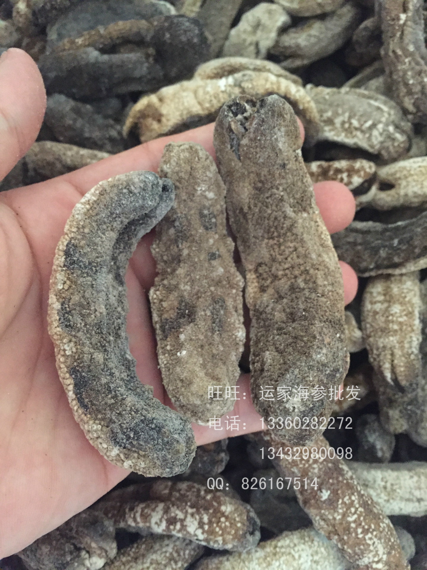 赤条参批发淡干中赤条参白肚参 淡干60头发量高海参批发