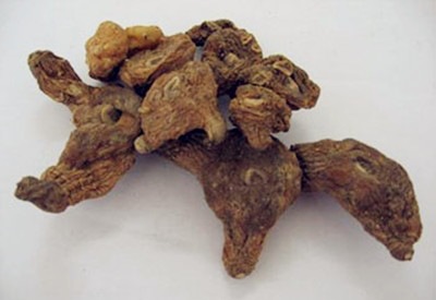 刺猪苓提取物 土茯苓提取物 10:1