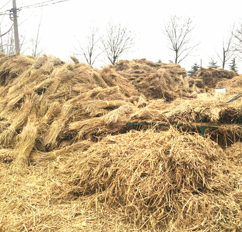 厂家直销打捆干稻草 牲畜干稻草 蘑菇菌覆盖稻草 一级干稻草