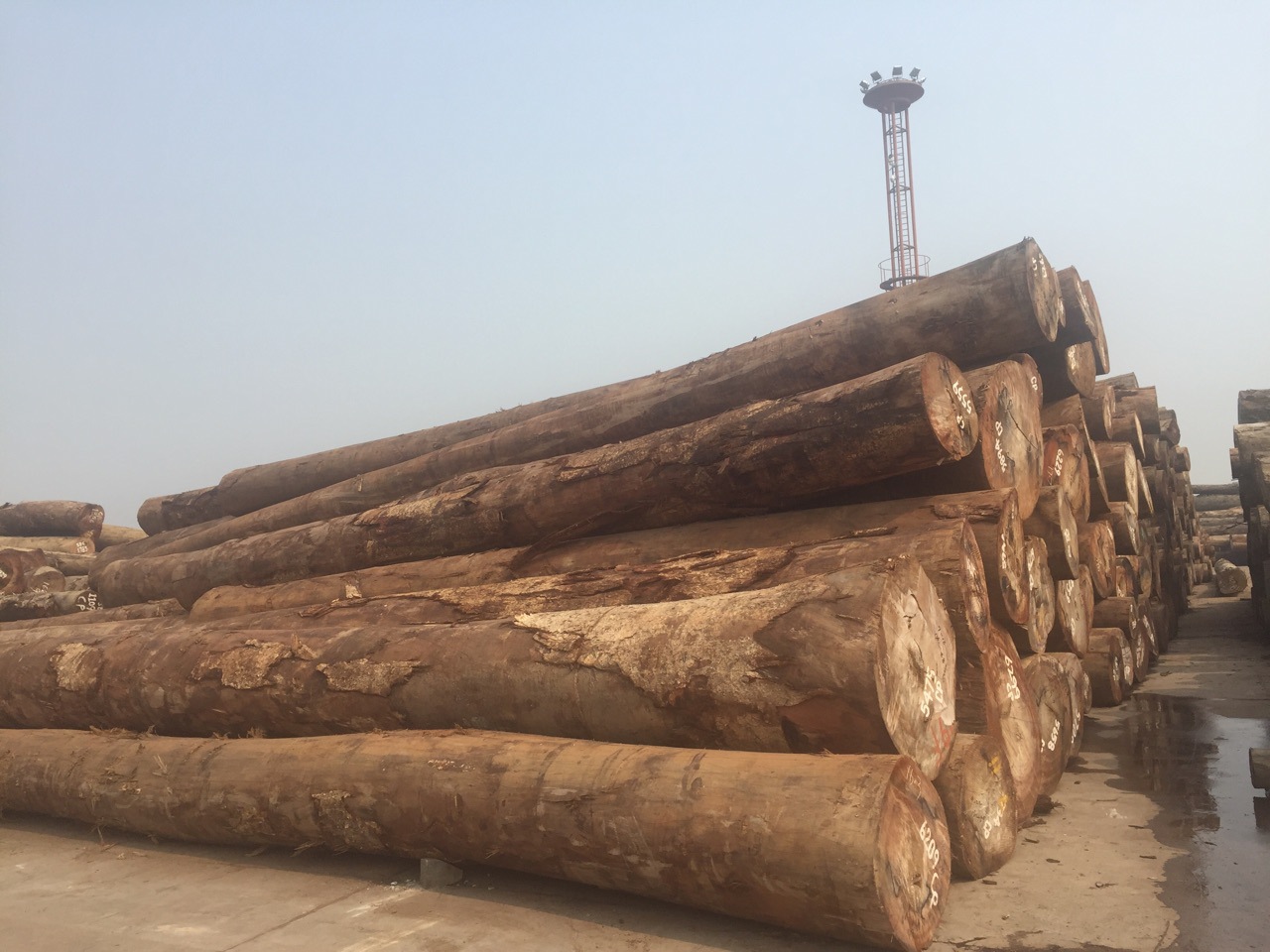 第伦桃 原木 五桠果 张家港胜鼎木材 - 苗木批发交易网