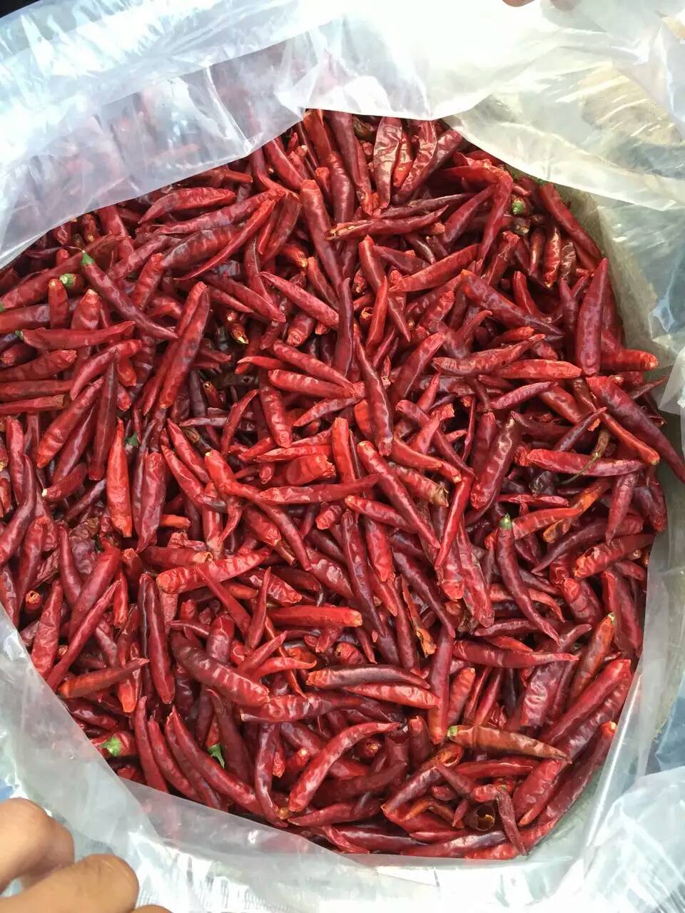 长期批量批发天宇辣椒价格市场行情优质天宇辣椒精挑细选质量佳