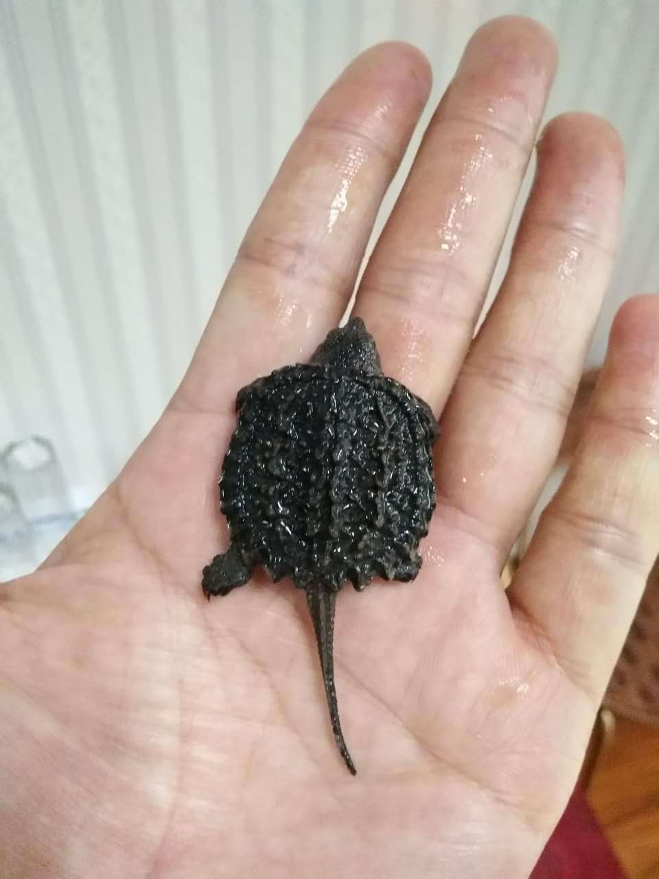 2016鳄鱼苗乌龟活体鳄鱼龟北美小鳄龟宠物龟招财龟鳄鱼苗