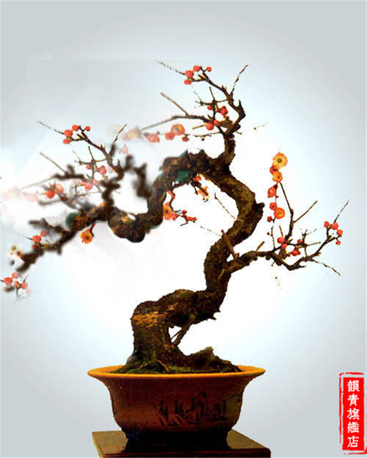 梅花 高档盆栽 红梅花 梅花苗 乌梅 红梅桩 树桩盆景 包成活促销