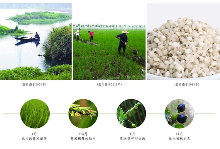 新货浦城气小薏米仁无糖小粒薏苡仁500g农家自产粗