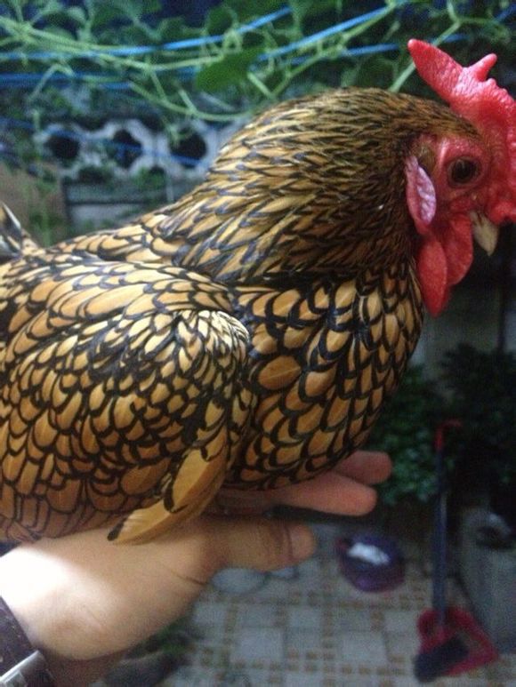 哪里的观赏鸡品种多 体型小的元宝鸡 袖珍观赏鸡