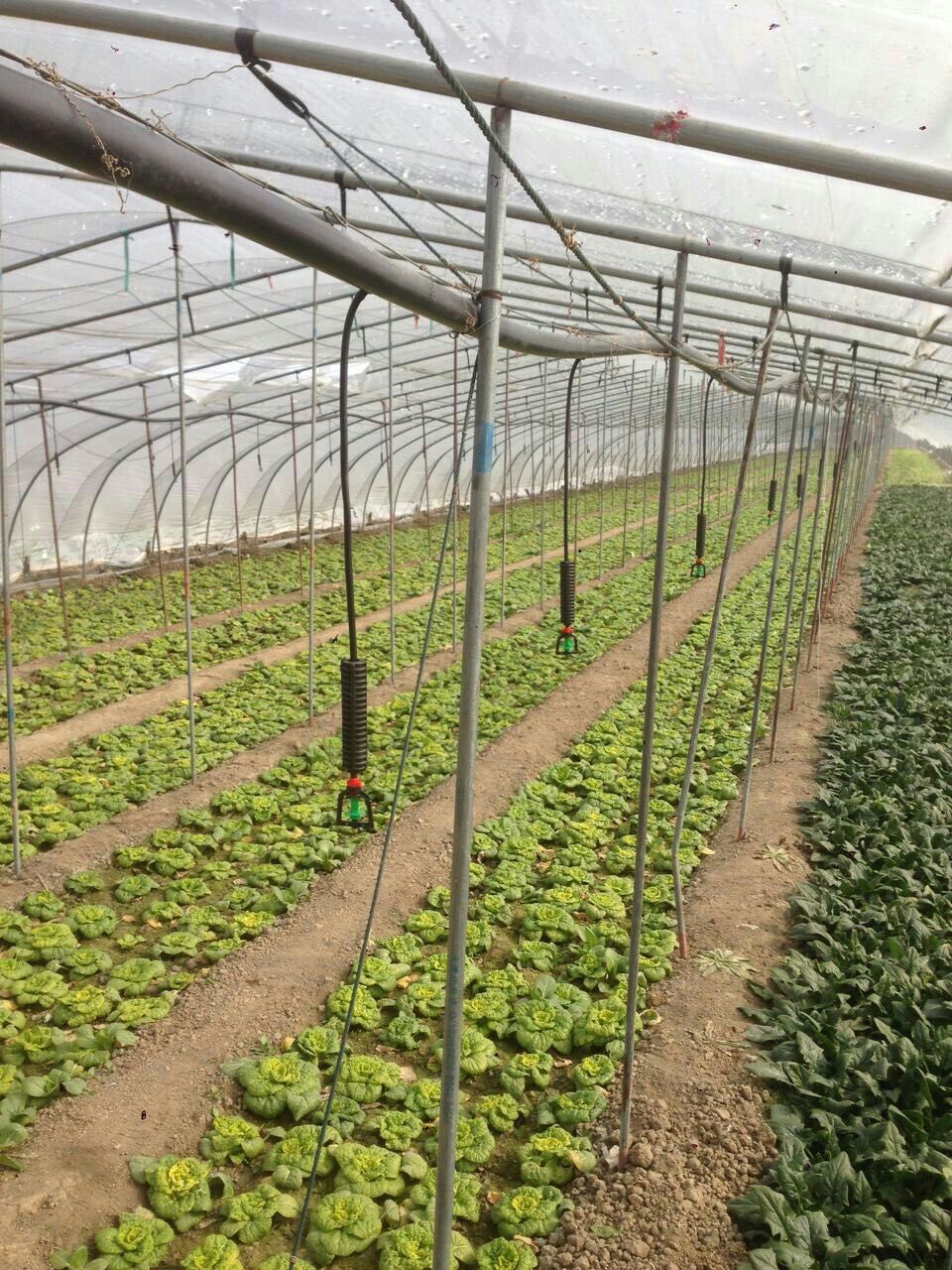 厂家直销 吊挂微喷 倒挂微喷 大棚喷灌 蔬菜喷灌 微喷