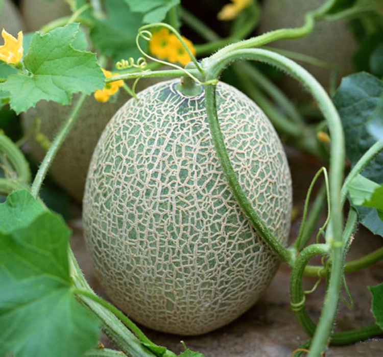 正宗新疆哈密瓜 新疆特产新鲜水果瓜果 10斤/2个/箱 北京包邮 - 水果