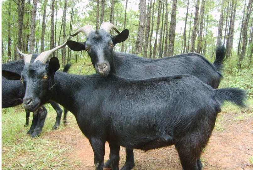 贵州黑山羊 种羊,云南黑山羊,波尔山羊羊羔,金堂黑山羊,黑山羊母