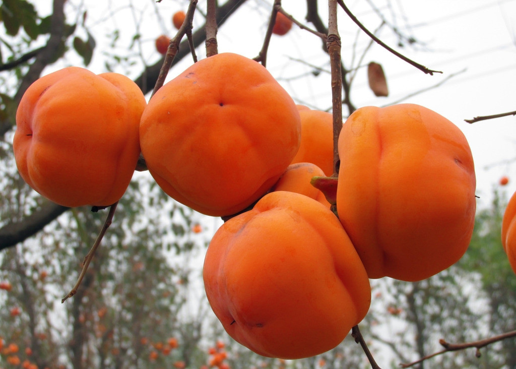 新鲜柿子 低价大量批发销售 绿色食品 健康新鲜 量大从.