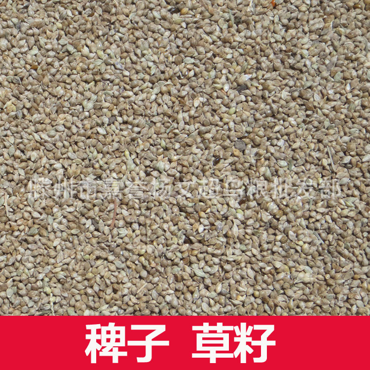 鸟食 稗子 草籽草种子 芙蓉鸟 鹦鹉 珍珠鸟 虎皮文鸟鸟粮饲料