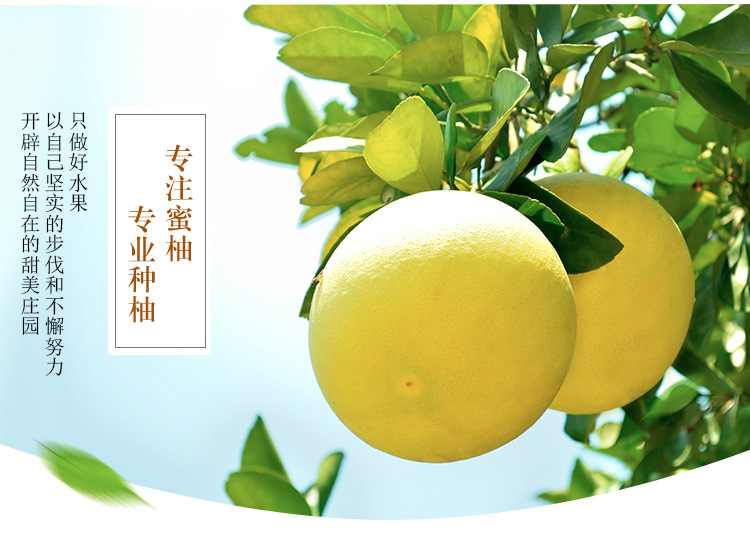 福建平和琯溪蜜柚 黄心柚子 黄金蜜柚 可一件代发 微商货源批发