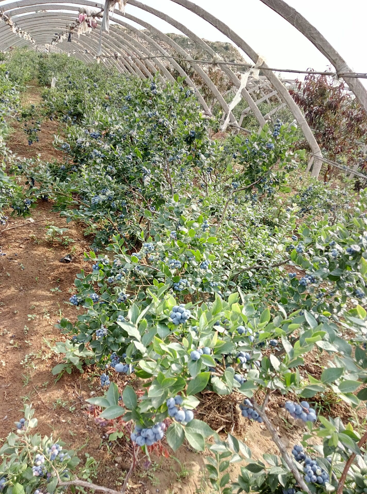 蓝莓成苗 幼苗 蓝莓果树苗 阳台庭院果树