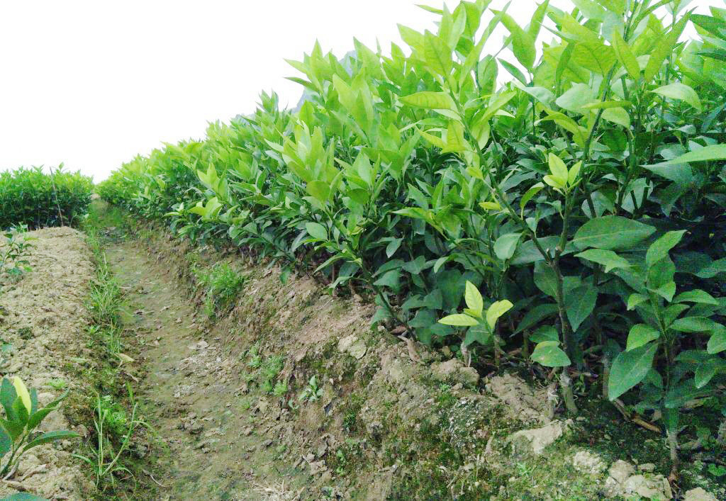 柠檬苗优质纯正果苗专业繁育无*虫害无公害大棚设施繁育