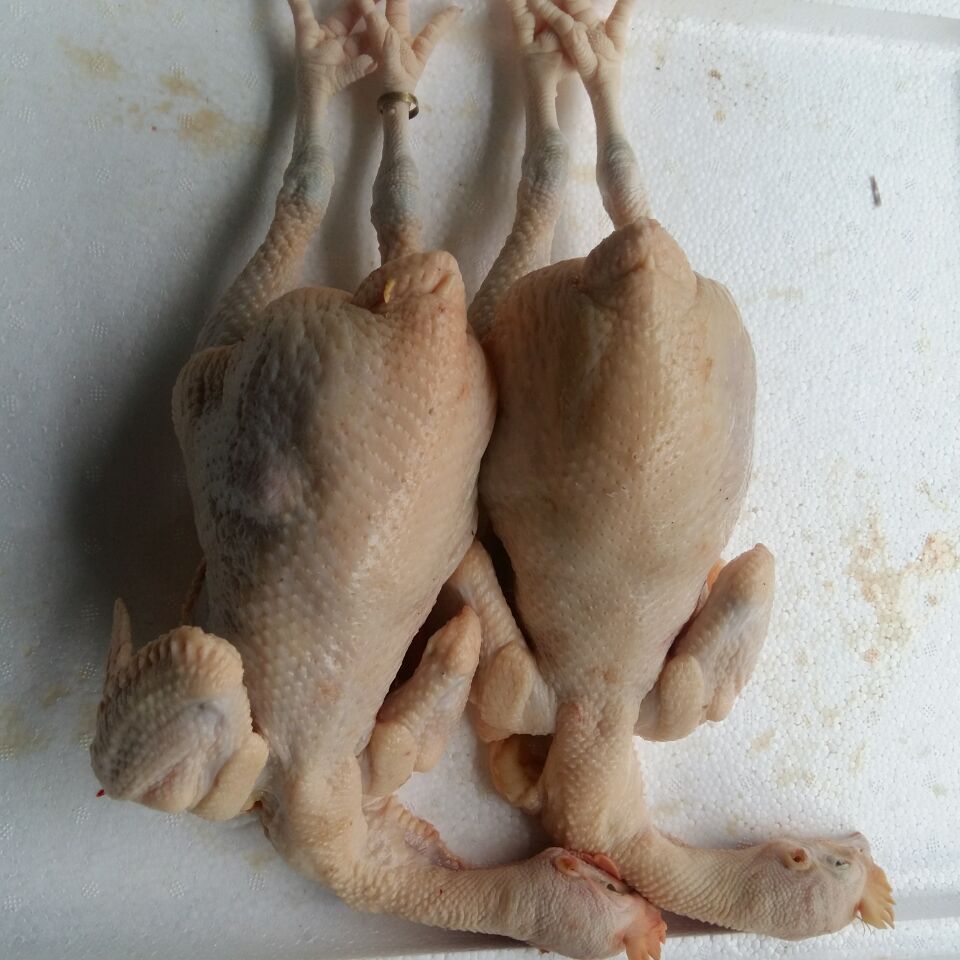 岭南三黄鸡 散养90天肉鸡适宜制作白切鸡 速冻冷冻鸡肉批发