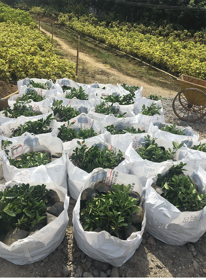 无纺布pp白色塑料编织植树袋批发定制育苗蛇皮网美植袋箩筐种植袋