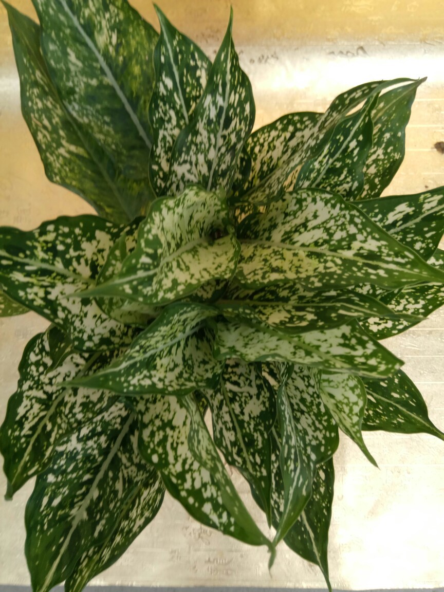 供应高档绿植翡翠皇后 办公室摆放净化空气 防辐射花卉盆栽