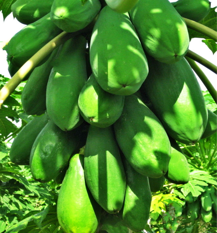 新鲜海南红心木瓜夏威夷水果青木瓜8斤装包邮一件代发