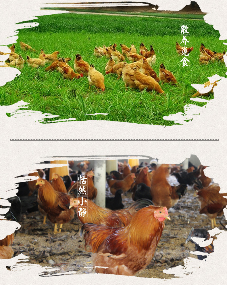 厂家直销家鸡 河田鸡 永定散养鸡 整鸡 孕妇产妇小孩补品