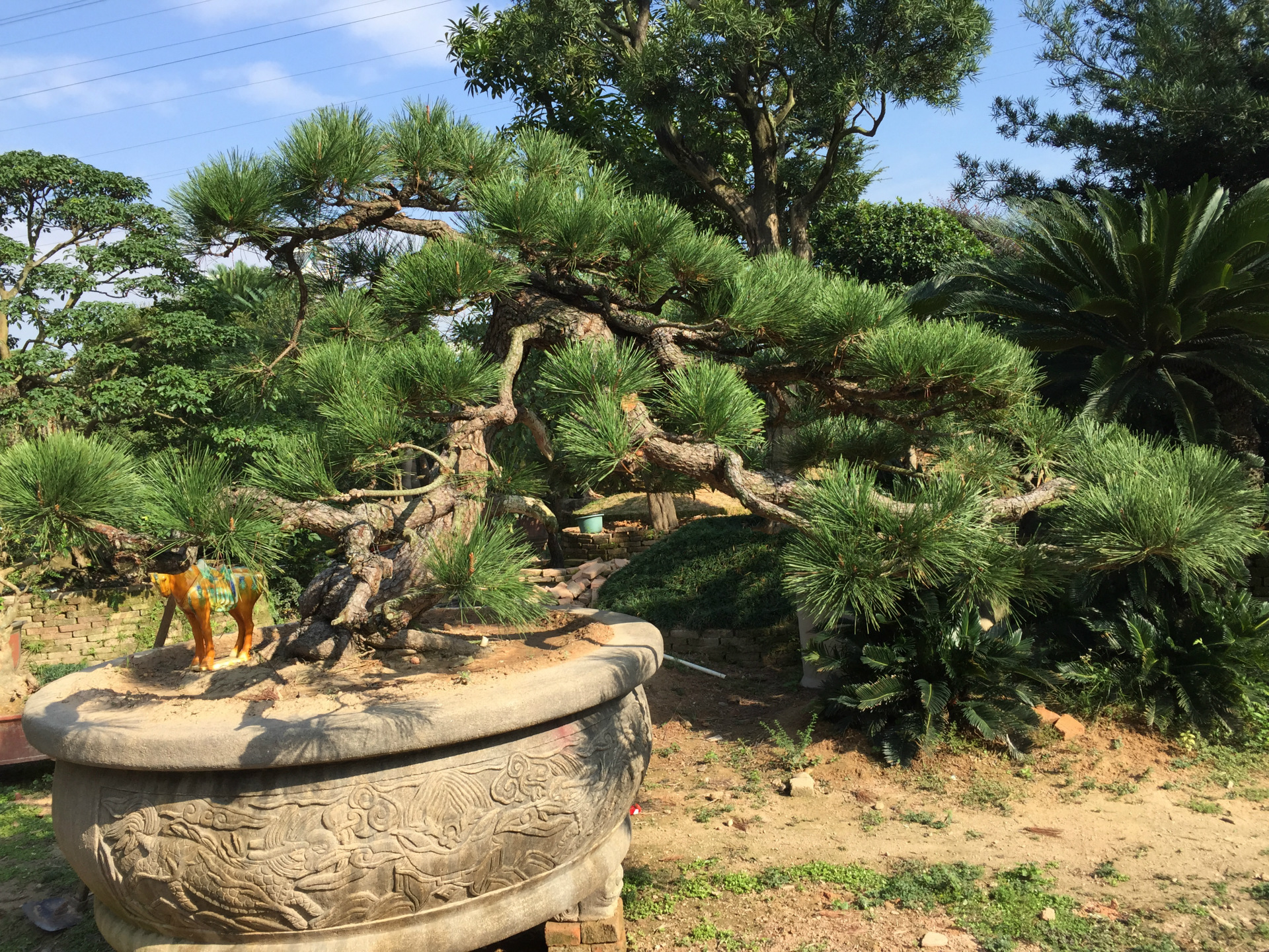 直销 批发 精品黑松盆景 实物微型 室内微型盆景 造型黑松