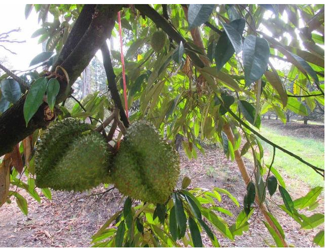 手把手教你挑泰国金枕头榴莲(深度好文,多图)