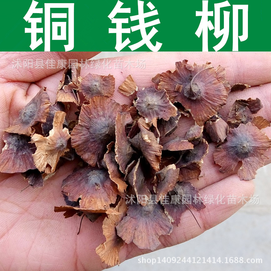 林木种子 铜钱树种子 金钱柳 金钱树 金钱槭 铜钱柳种子 1件=1斤