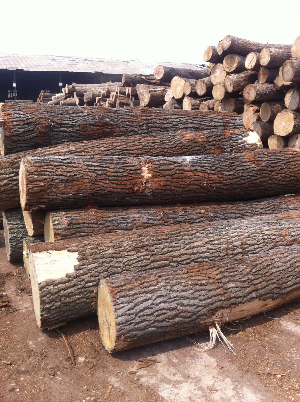 山东青岛厂家供应乌克兰橡木 柞木原木 可定制加工地板料 家.
