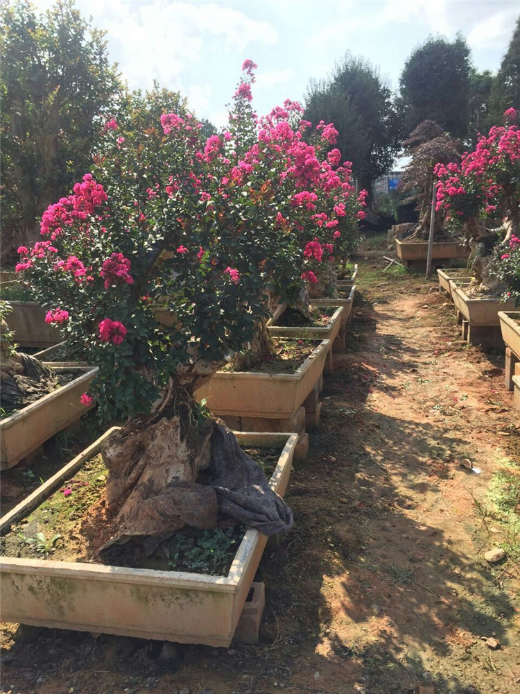 紫薇花树桩 大型古桩紫薇盆景 天鹅绒 红火箭品种红花紫薇z