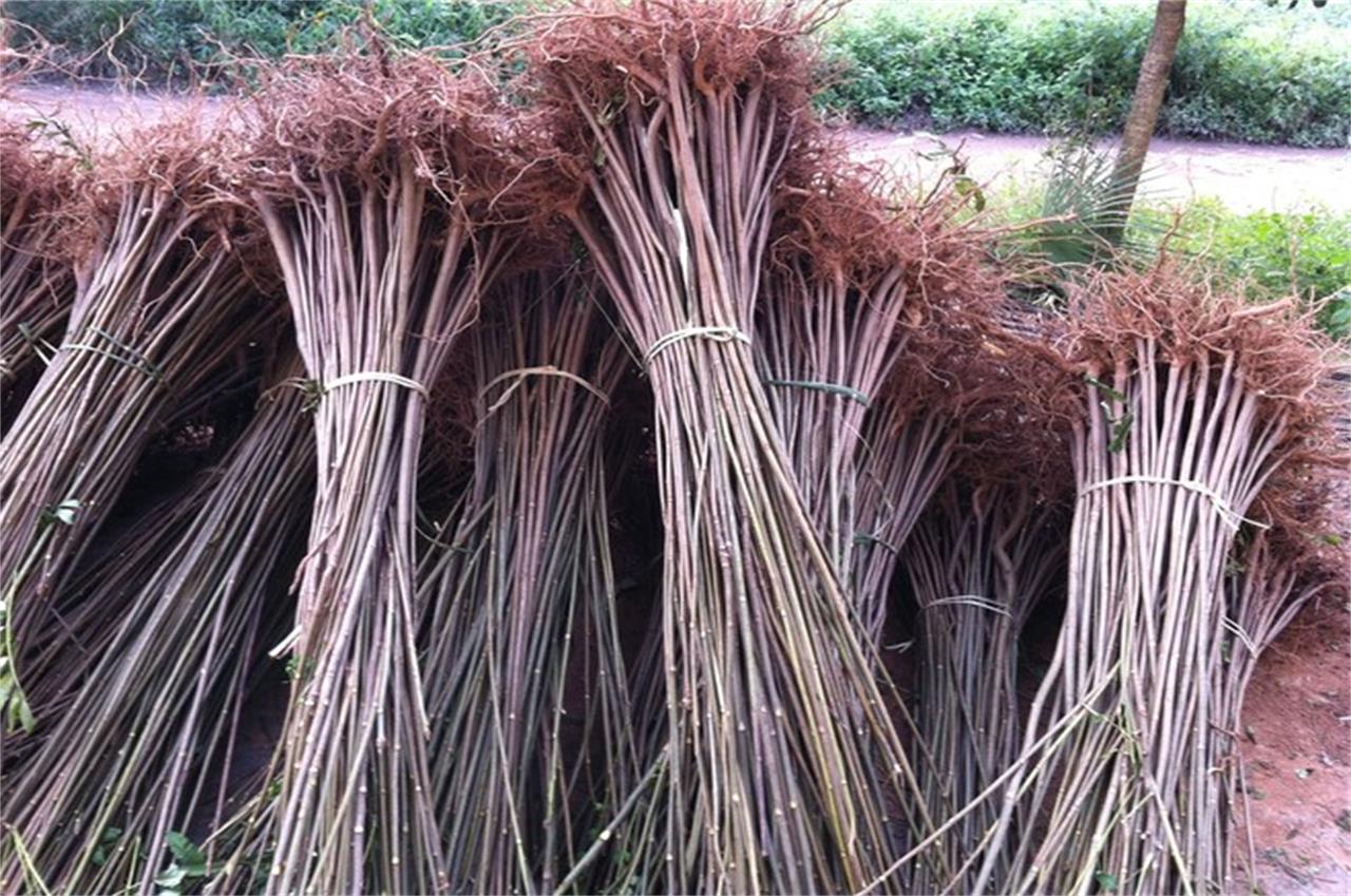 批发香椿苗 香椿树苗 大棚香椿苗价格 红油香椿苗 量大优惠