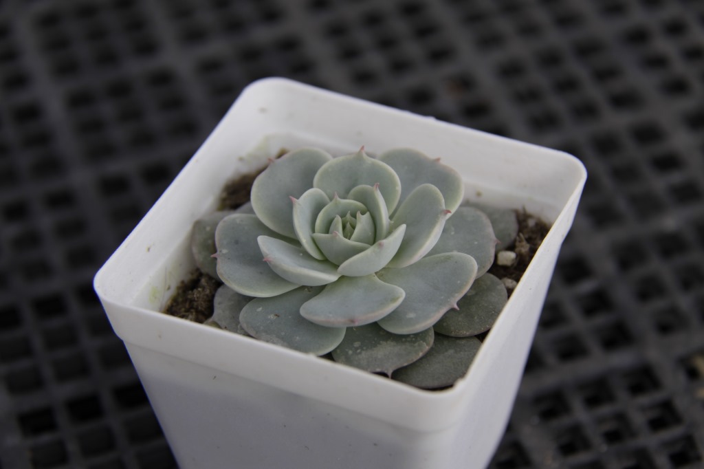 多肉植物批发荷叶莲5cm左右 大棚直销绿色防辐射净化空气奇趣盆