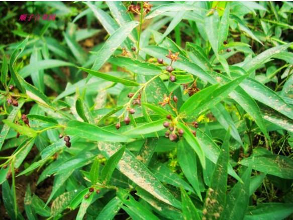 西安进货日期2017-08-10保质期730天原料与配料香加皮主要功效利水