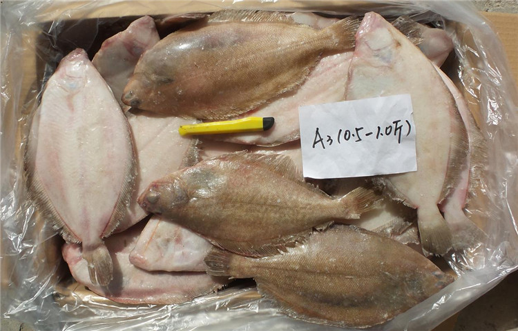 0-1.5斤)牙片鱼 鲽鱼 高眼鱼 古力鱼