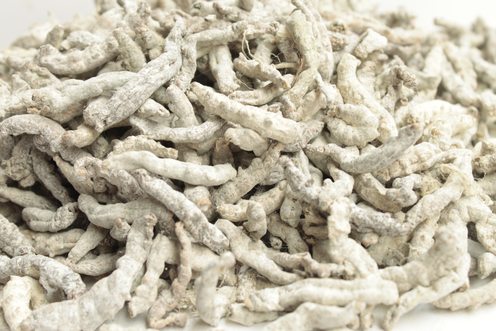 批发白僵蚕 药食两用真菌 山珍 癌配方必备 - 养殖批发交易网