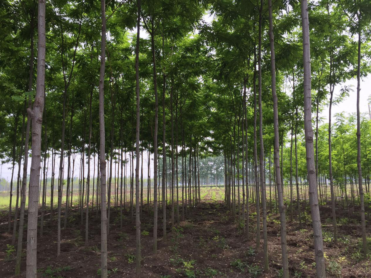 来自:泓森槐万亩.