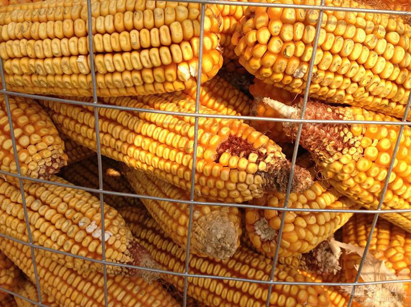 厂家供应圈玉米镀锌电焊网 荷兰网 养殖围栏网 钢板网 批荡挂网