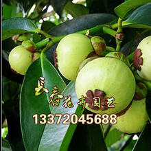 山竹果树苗价格_今日最新山竹果树苗价格行情