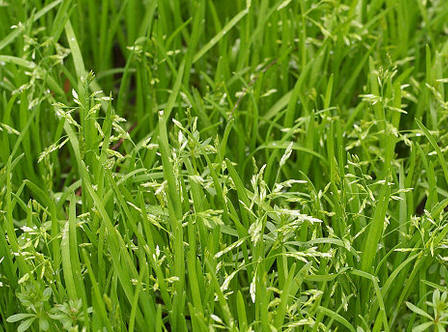 批发优质进口观赏草坪种子 早熟禾 质量保证 早熟禾草坪草籽