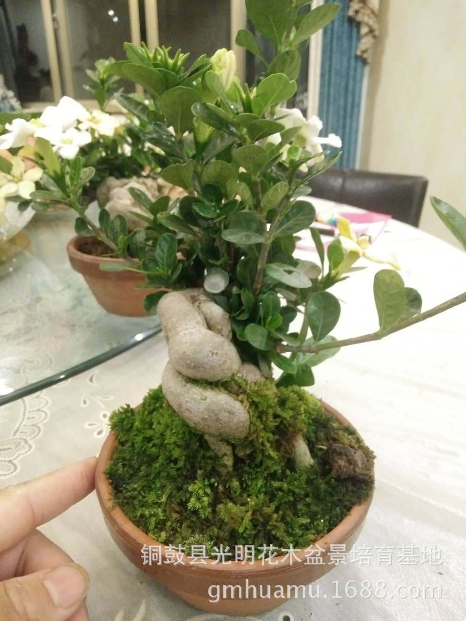 纯正达摩栀子微型盆景达摩栀子掌上盆景达摩栀子苗