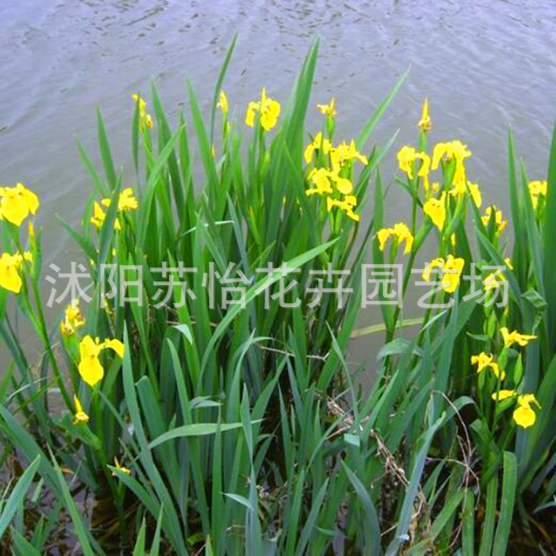 苗圃供应各种菖蒲 黄菖蒲 石菖蒲 水菖蒲 花叶菖蒲 水