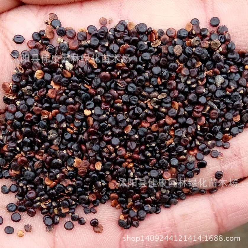 中药材种子新采优质水红花种子水荭草子种子蓼实子红蓼种子中草药