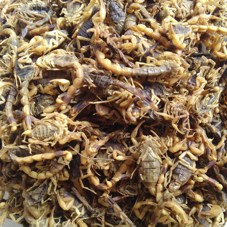 中药材全蝎 钳蝎 蝎子 全虫 清水干货