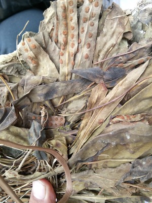 促销供应功神草 脉功草货发亳州一件代发可供大货