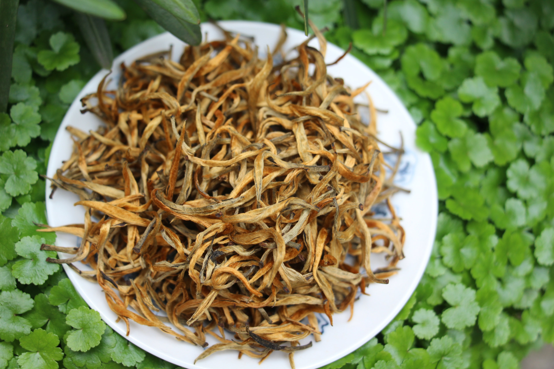 云南凤庆滇红茶 金芽茶 金丝红茶 原产地直销批发 蜜香金芽