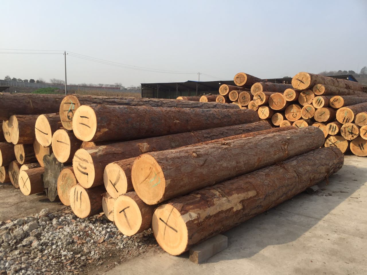 红松 正宗东北红松 园木古建寺庙用材 东北红松